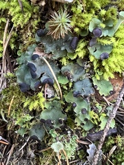 Peltigera venosa