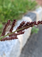 Echinochloa colona