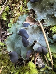 Peltigera venosa