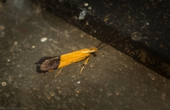 Crocanthes micradelpha