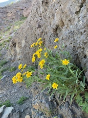 Arnica longifolia