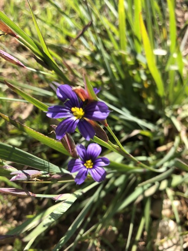 iNaturalist observation photo of western blue-eyed grass