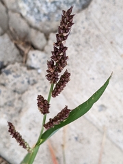 Echinochloa colona