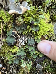 Peltigera venosa