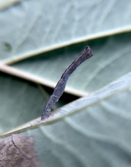 Coleophora cornella