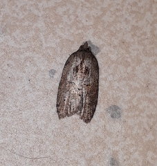 Acleris chalybeana