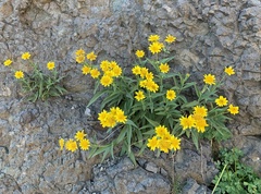 Arnica longifolia