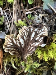 Peltigera venosa