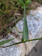 Echinochloa colona