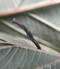 Coleophora cornella