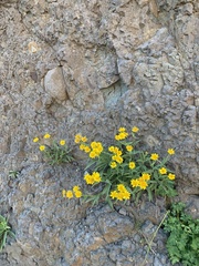 Arnica longifolia