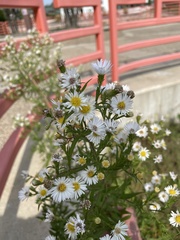 Symphyotrichum lanceolatum