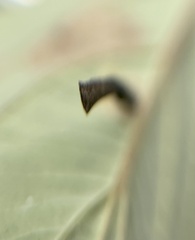 Coleophora cornella