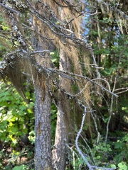 Alectoria sarmentosa