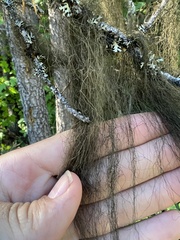 Alectoria sarmentosa