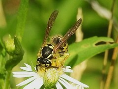 Vespula flavopilosa