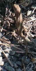 Sceloporus consobrinus