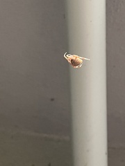 Araneus gemma