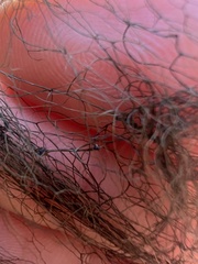 Alectoria sarmentosa