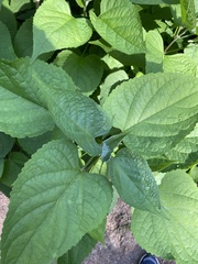 Clerodendrum bungei