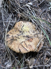 Suillus lakei