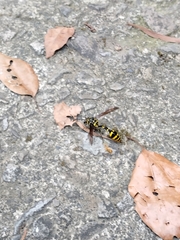 Phimenes flavopictus