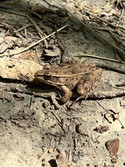 Lithobates sphenocephalus