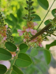 Indigofera suffruticosa