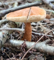 Gyroporus castaneus