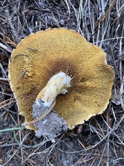 Suillus lakei
