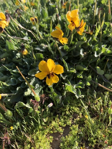 iNaturalist observation photo of California Golden Violet