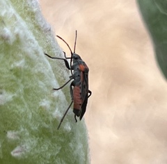Lygaeus kalmii