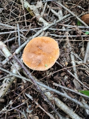 Gyroporus castaneus