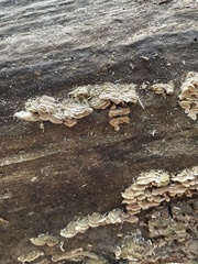 Trichaptum abietinum