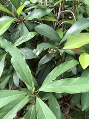 Ardisia squamulosa