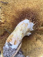 Suillus lakei
