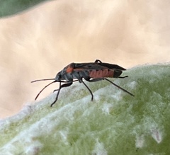 Lygaeus kalmii