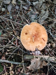Gyroporus castaneus