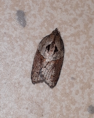 Acleris chalybeana