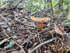 Gyroporus castaneus