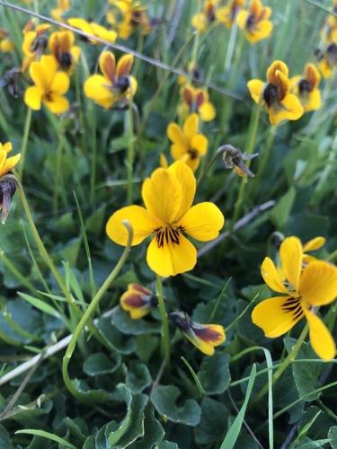 iNaturalist observation photo of California Golden Violet