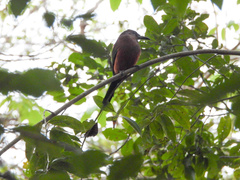 Eumomota superciliosa