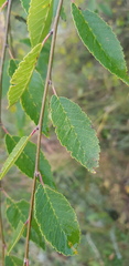Ulmus macrocarpa