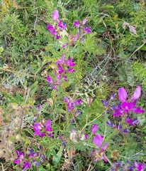 Astragalus davuricus