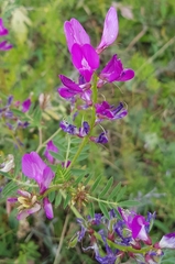Astragalus davuricus