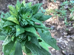 Graphocephala coccinea