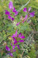 Astragalus davuricus