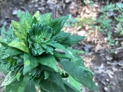 Graphocephala coccinea