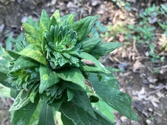 Graphocephala coccinea