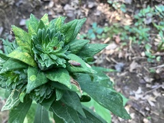 Graphocephala coccinea